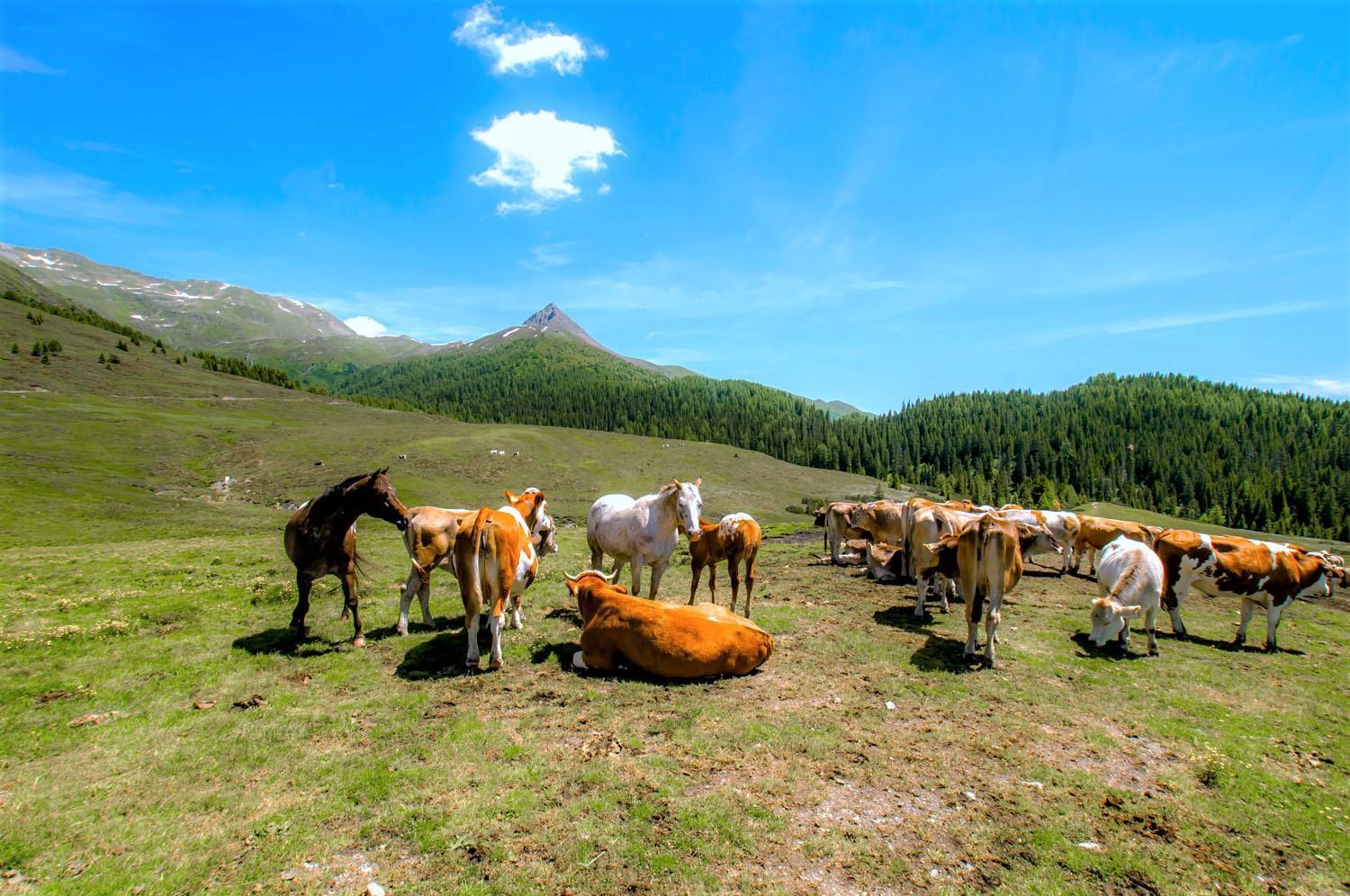 Brenta Dolomites Hotel Vason Kültér fotó